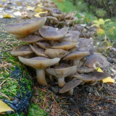 Fried Chicken Mushroom thumbnail 2