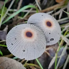 goldenhaired inkcap thumbnail 4