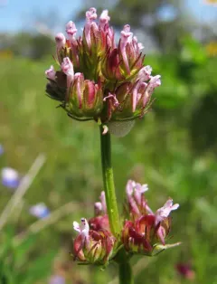longspur seablush thumbnail 3