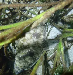 English Sole thumbnail 4
