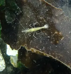 California Spot Prawn thumbnail 3