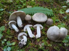 Spotted tricholoma thumbnail 4