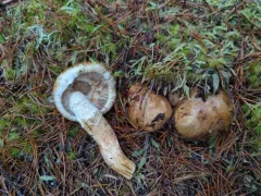 Tricholoma badicephalum thumbnail 3