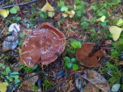 Phaeocollybia redheadii thumbnail 3