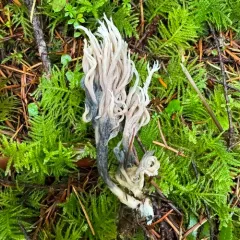 Helminthosphaeria clavariarum thumbnail 3