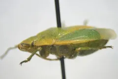 Chlorochroa viridicata thumbnail 4