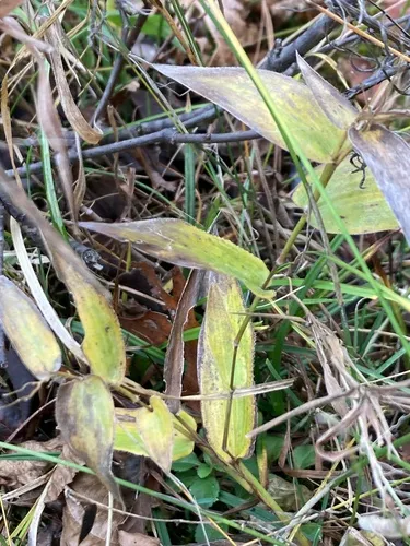 Bosc's Witchgrass