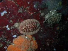 Grooved Chiton thumbnail 3