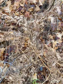 eastern brackenfern thumbnail 4