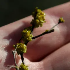 Pin-cushion Sunburst Lichen thumbnail 4