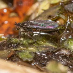 Campsicnemus hirtipes thumbnail 4