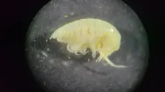 Heterophoxus oculatus thumbnail 2