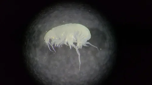 Harpiniopsis fulgens