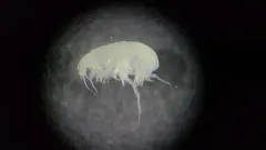 Harpiniopsis fulgens thumbnail 1