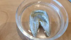 Pentamera pseudocalcigera thumbnail 2