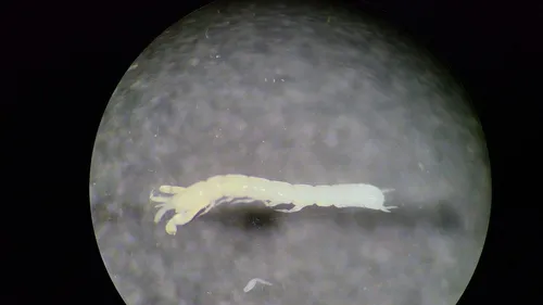 Araphura cuspirostris