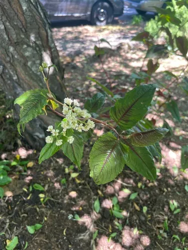 China knotweed