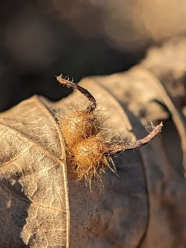 Caryomyia echinata