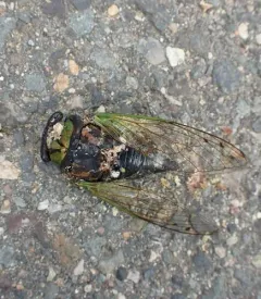 Swamp Cicada thumbnail 1