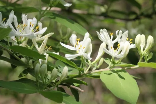 Morrow's honeysuckle