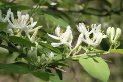 Morrow's honeysuckle thumbnail 1