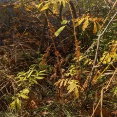 swamp agrimony thumbnail 4