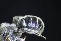 Elderberry Small-Mason thumbnail 2