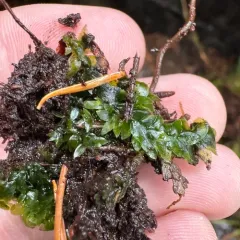 Shining Hookeria thumbnail 2