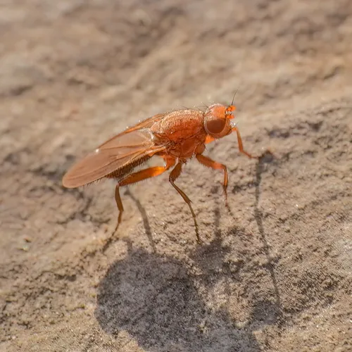 Schroederella luteoala