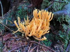 longspored orange coral thumbnail 1