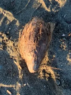 coconut palm thumbnail 3