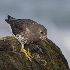 Surfbird thumbnail 2
