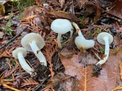 Hygrophorus lawrencei thumbnail 2