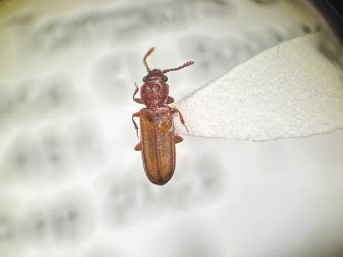 Pediacus subglaber