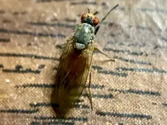 Tephrochlamys flavipes thumbnail 3