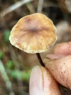 Rhizomarasmius undatus thumbnail 2