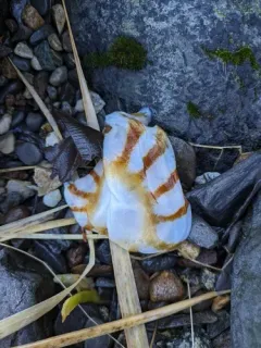 Northern Sea Nettle thumbnail 1