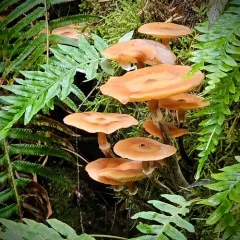 Armillaria nabsnona thumbnail 4