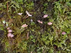 Madrone Micro thumbnail 1