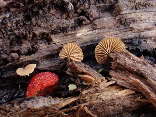 Simocybe haustellaris