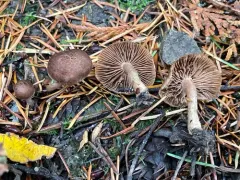 collared fibrecap thumbnail 2