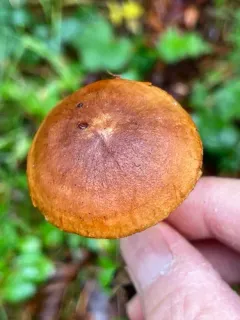 Cortinarius zakii thumbnail 3