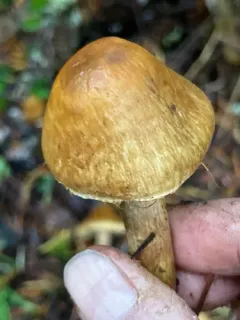 Inocybe olympiana thumbnail 1