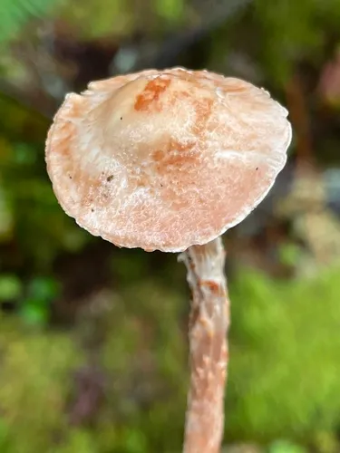 Lepiota helveola