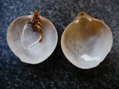Vancouver Lampshell thumbnail 2