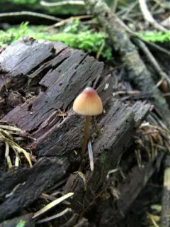 Mycena subsanguinolenta thumbnail 3