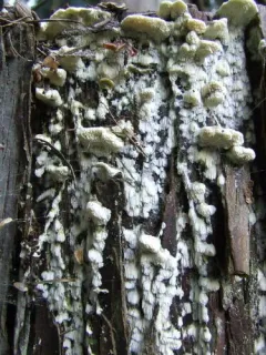 Rigidoporus cuneatus thumbnail 1