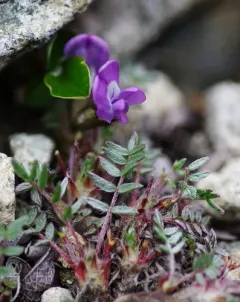 Oxytropis bryophila thumbnail 2