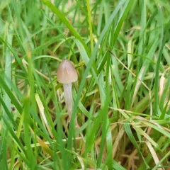 Liberty Cap thumbnail 2