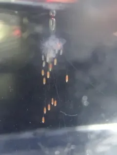 Common Siphonophore thumbnail 4
